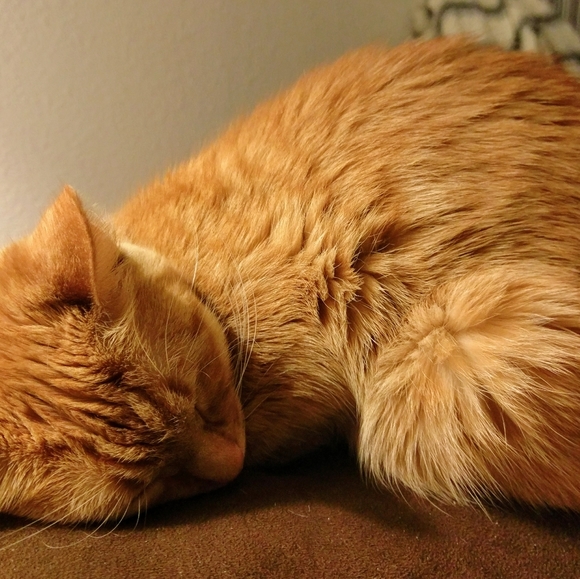 Meet your Posher, Debra - Picture 4 of 4